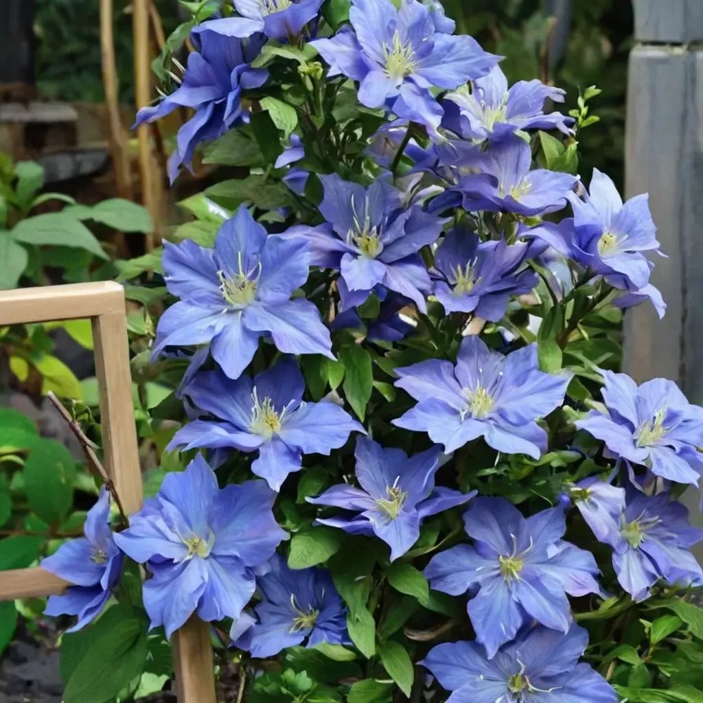 Clematis x jackmanii 'Blue Jeanne'