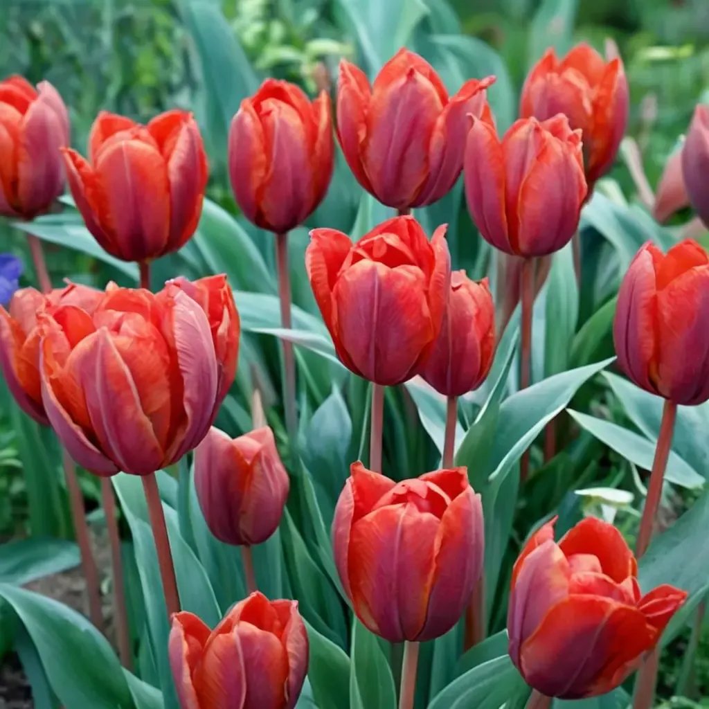 Tulipa tulipa 'Couleur Cardinal'