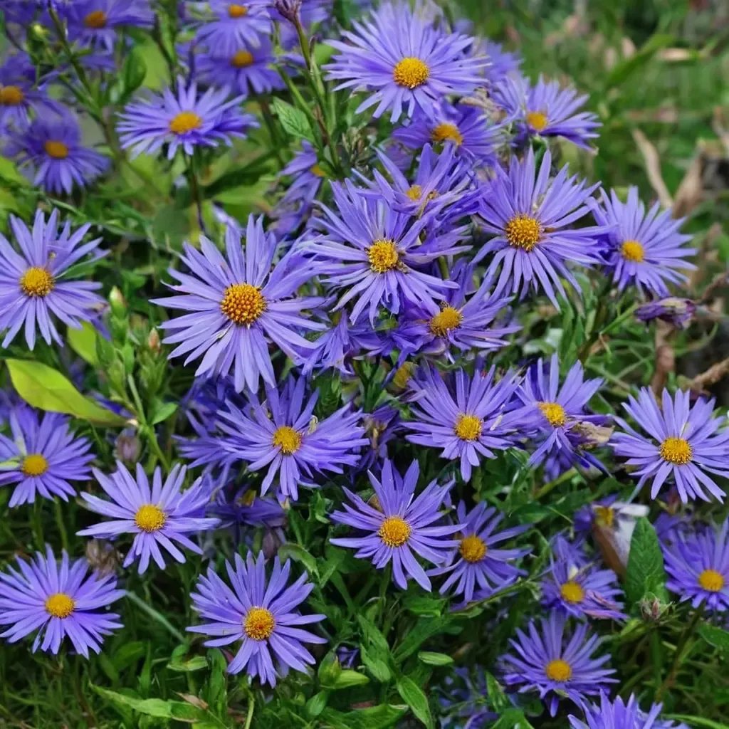 Aster amellus 'King George'