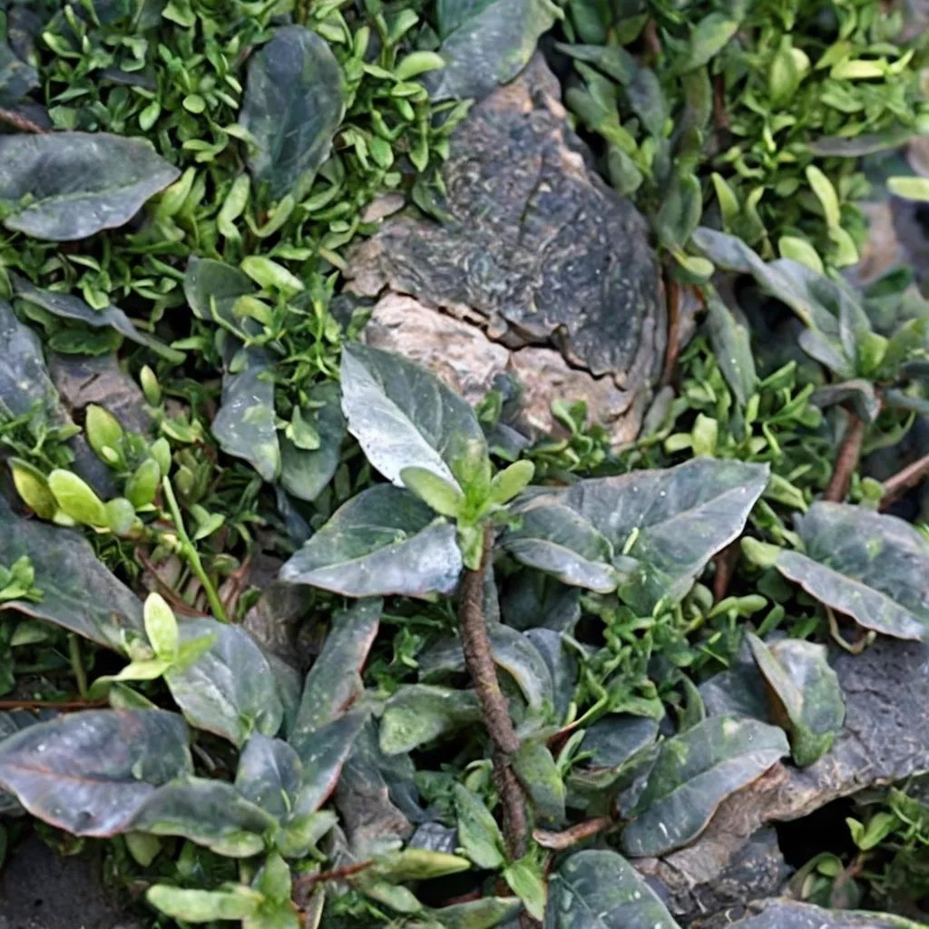 Hedera helix 'Spetchley'