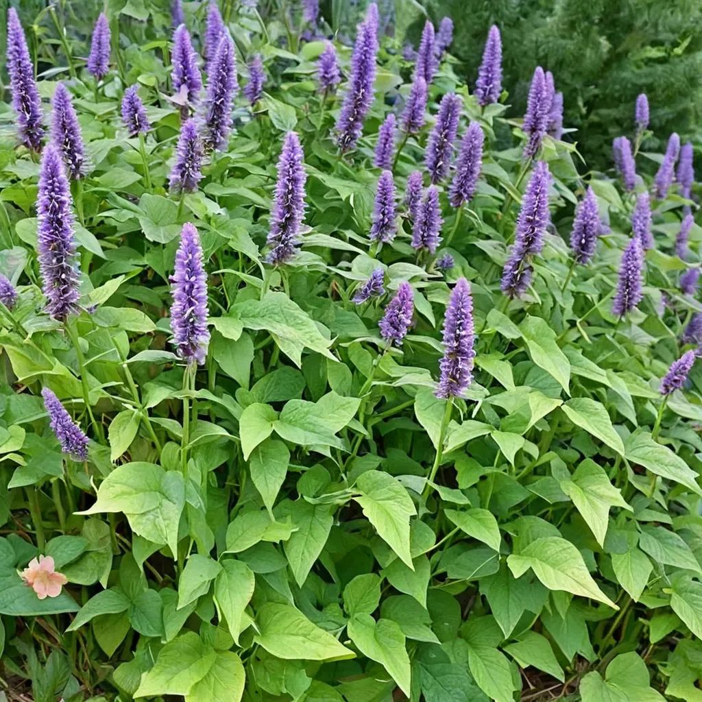 Agastache foeniculum
