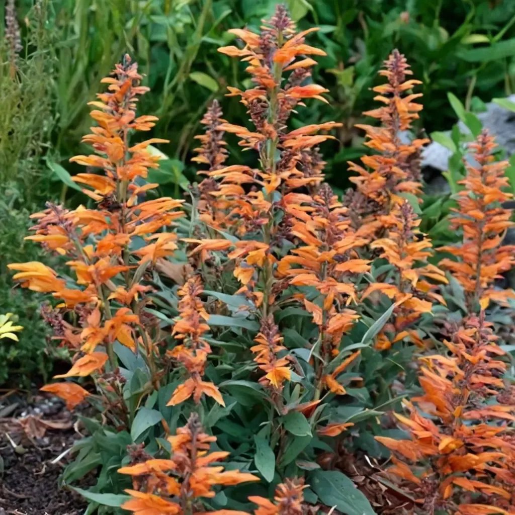 Agastache aurantiaca 'Apricot Sprite'