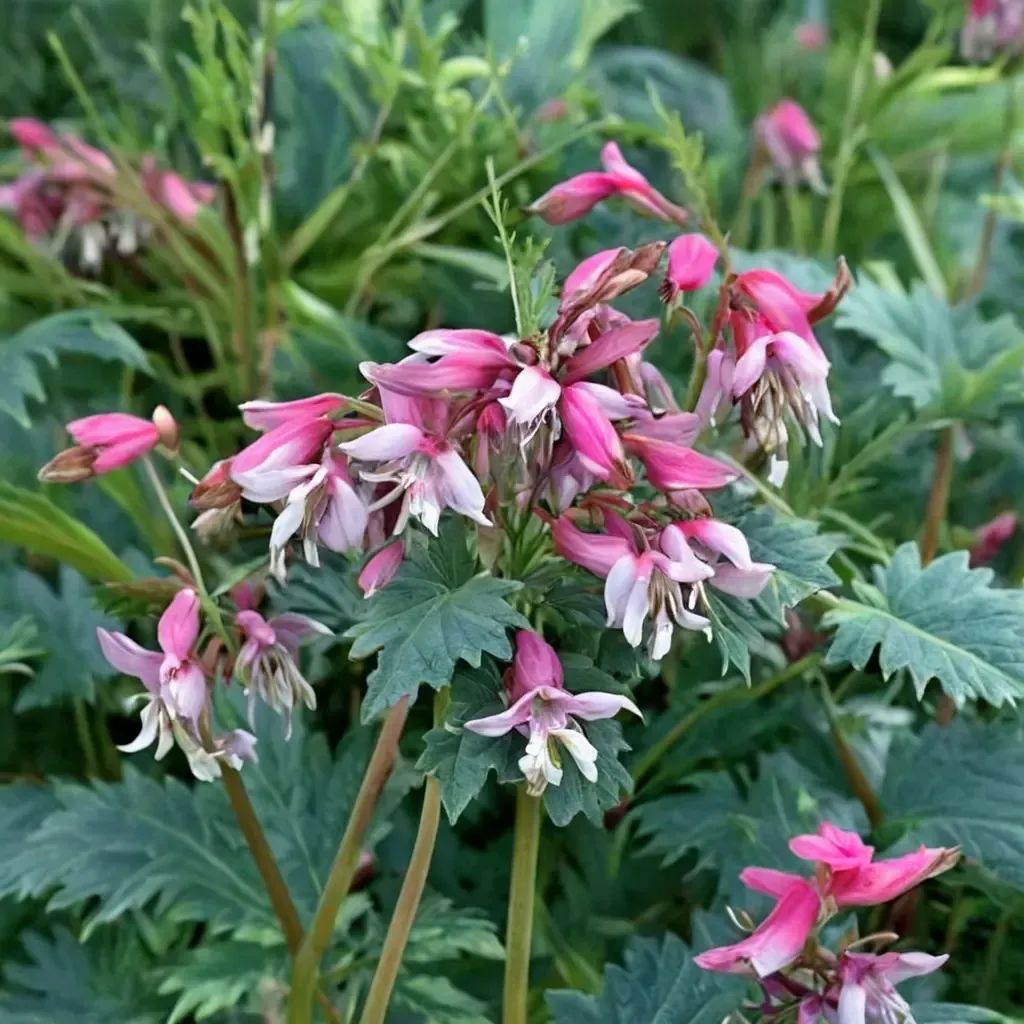 Dicentra eximia 'Pink Diamonds'