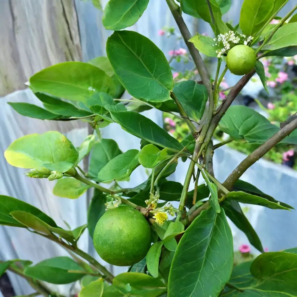 Citrus aurantiifolia