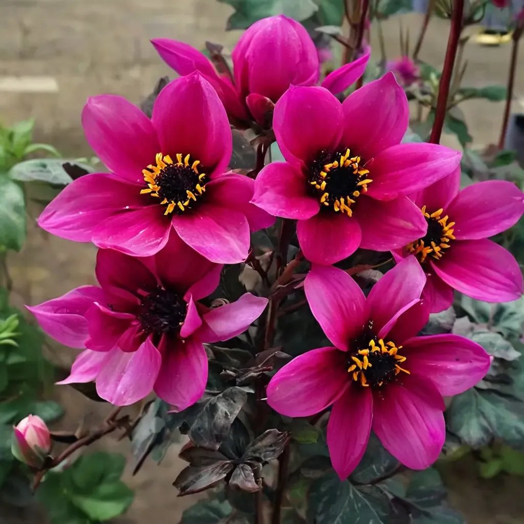 Dahlia pinnata 'Mystic Wizard'