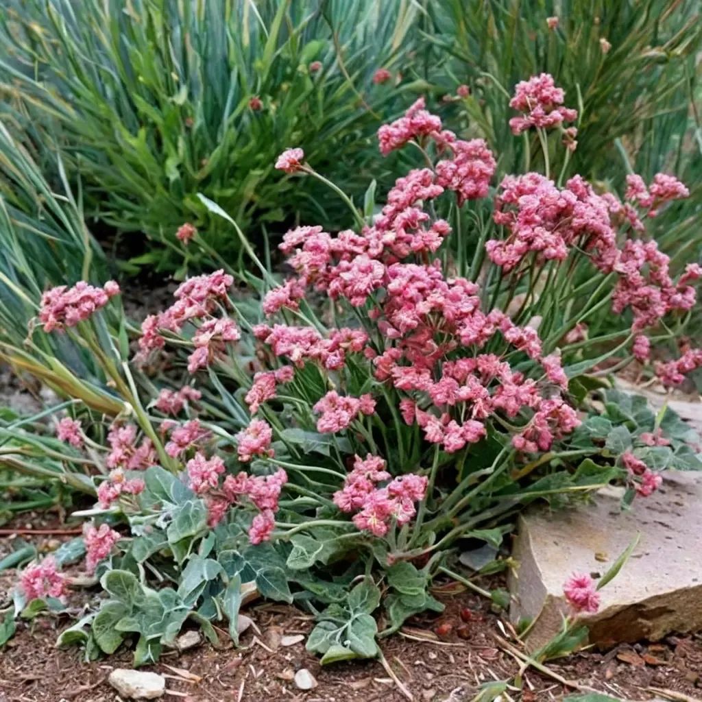 Eriogonum grande 'rubescens'