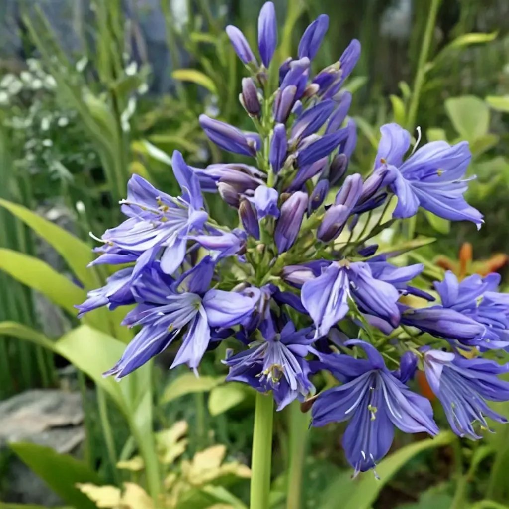 Agapanthus praecox 'Ellamae'