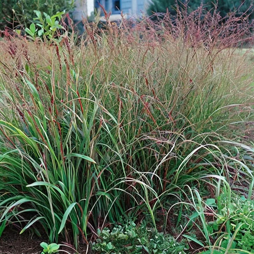 Panicum virgatum 'Rotstrahlbusch'