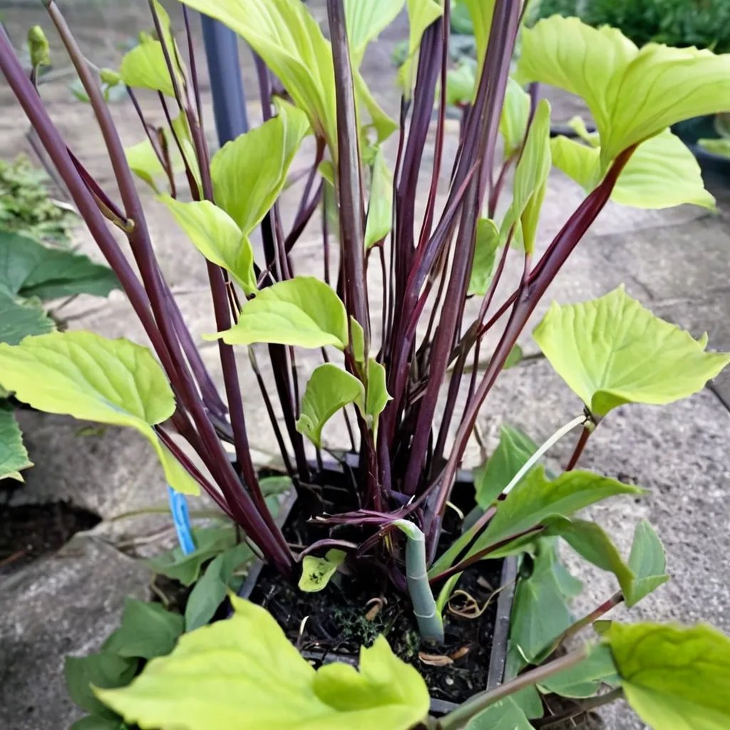 Hosta x hybrida 'Darkest Purple'