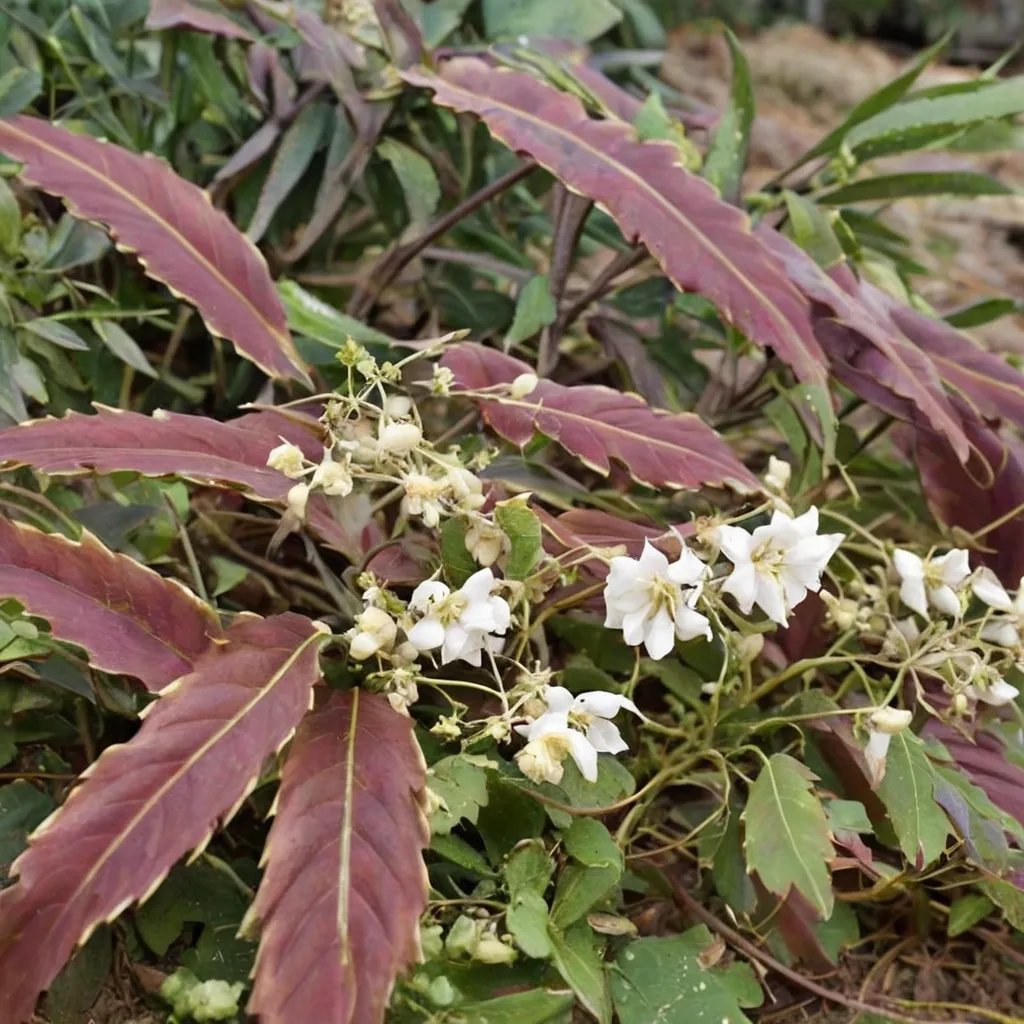 Epimedium wushanense 'Sandy Claws'