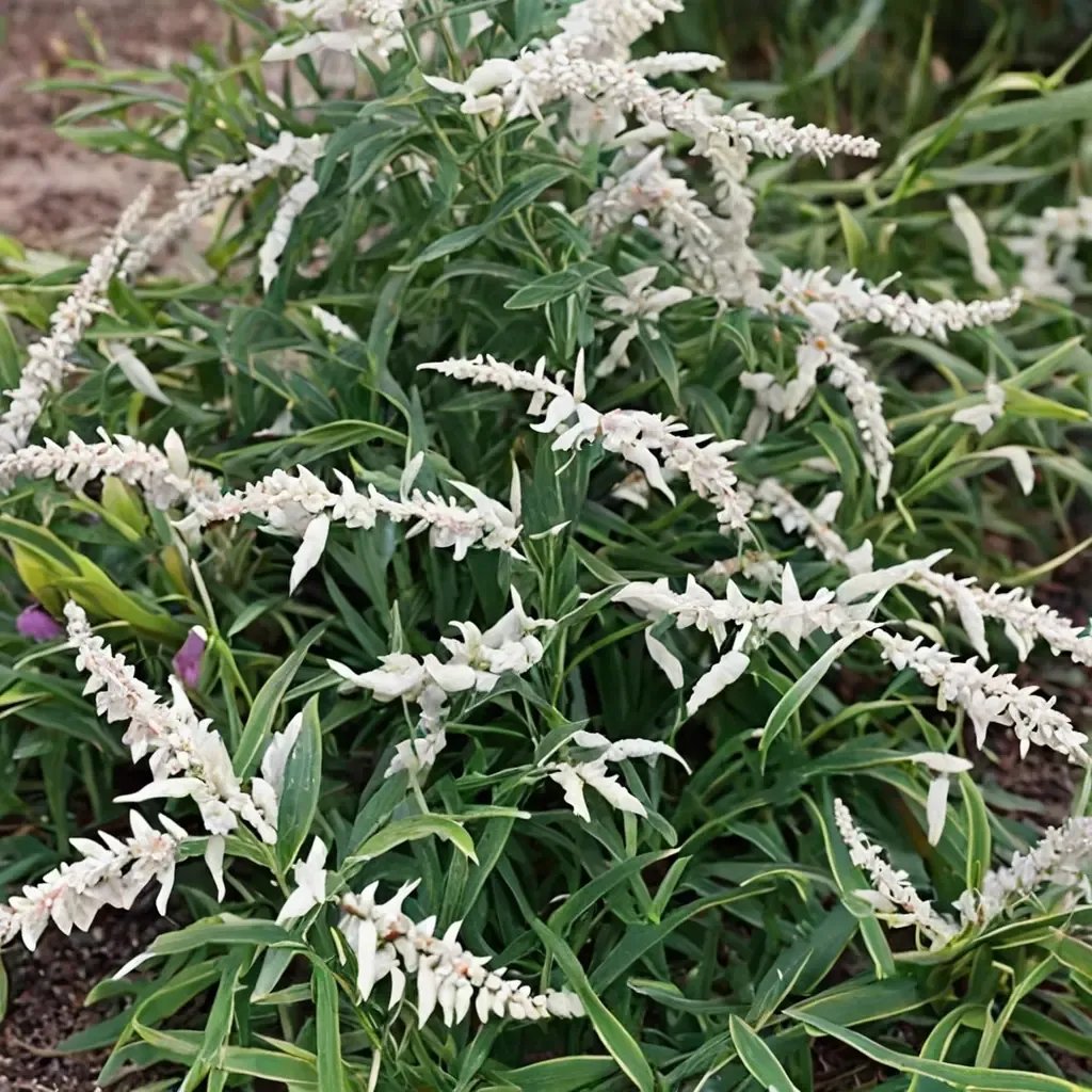 Salvia leucantha 'White Mischief'