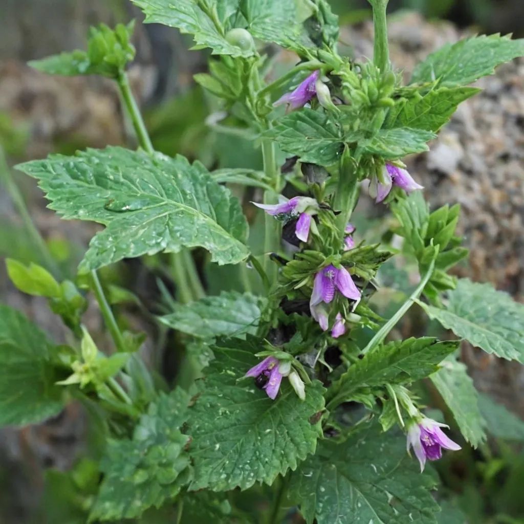 Ballota nigra