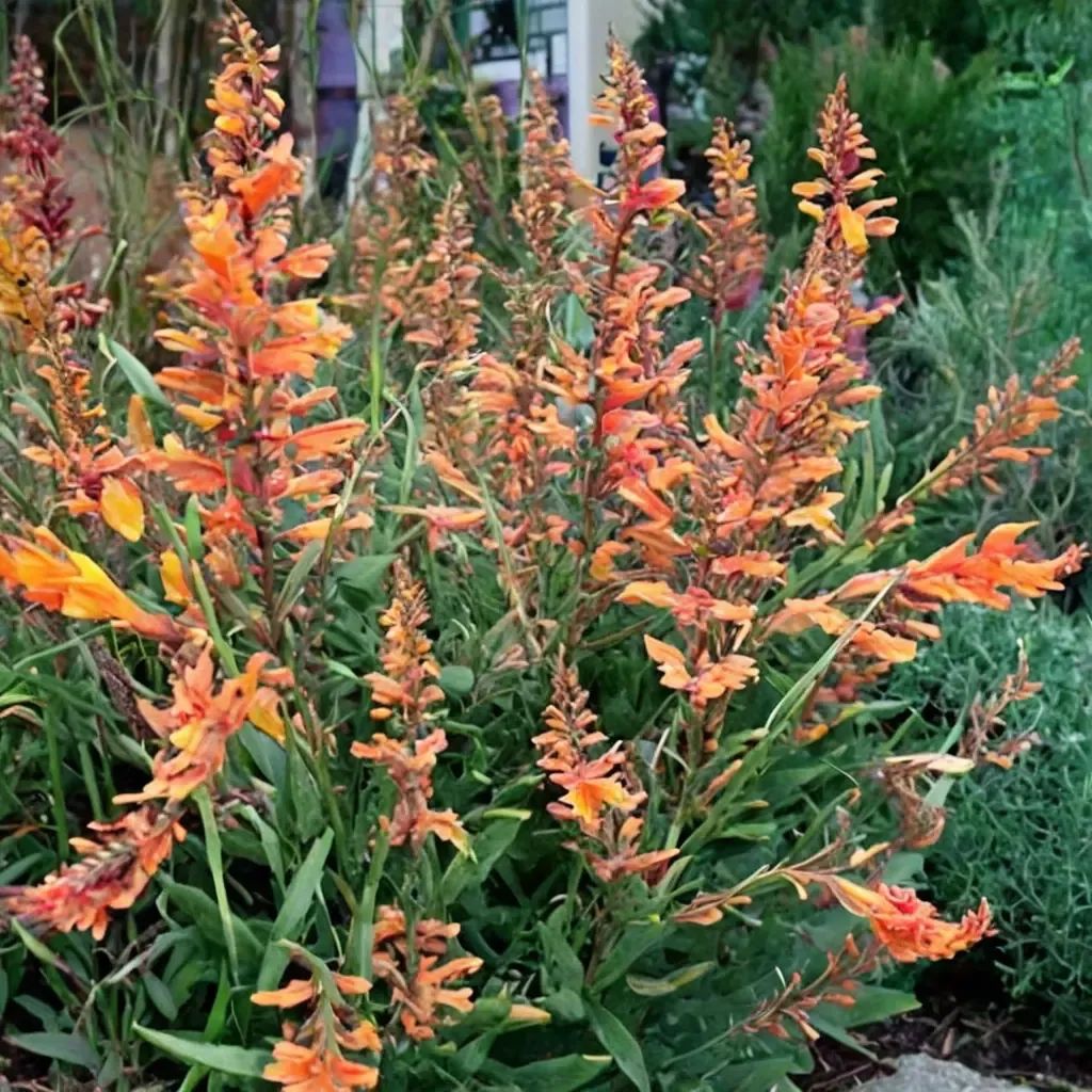 Agastache aurantiaca 'Coronado'