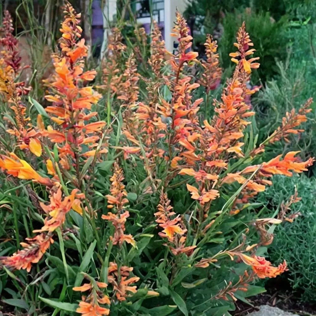 Agastache aurantiaca 'Coronado'