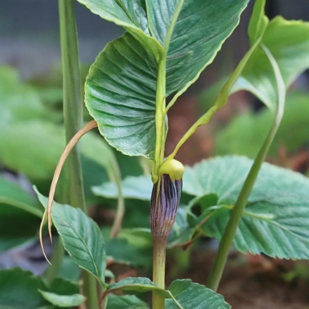 Arisaema muratae