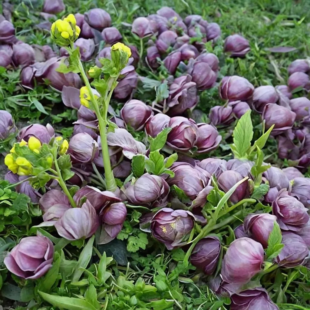 Brassica rapa 'Violetta'