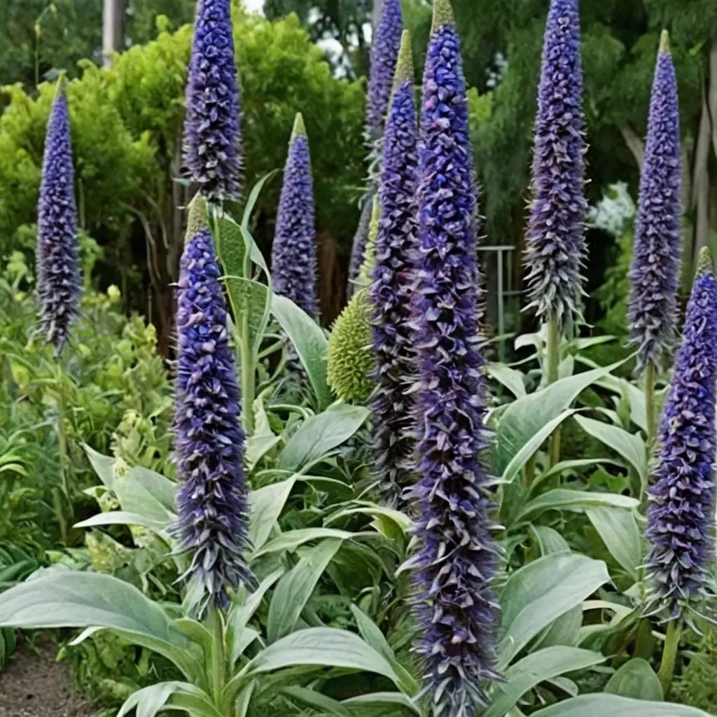 Echium pininana 'Blue Steeple'