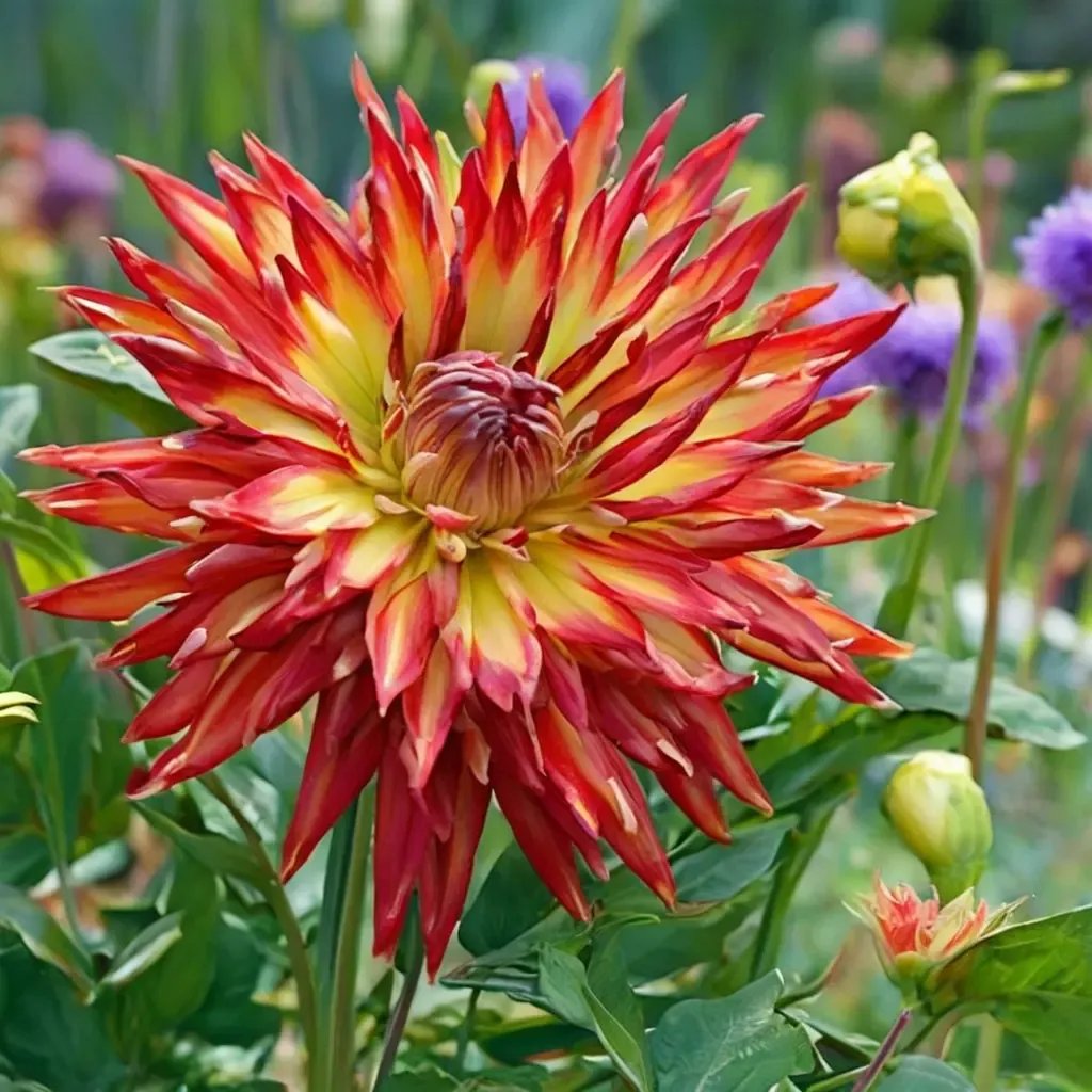 Dahlia variabilis 'Karma Bon Bini'