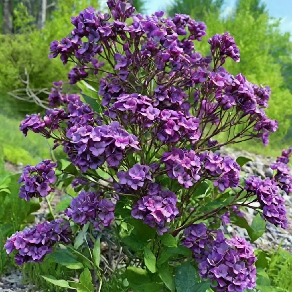 Syringa x prestoniae 'Yankee Doodle'