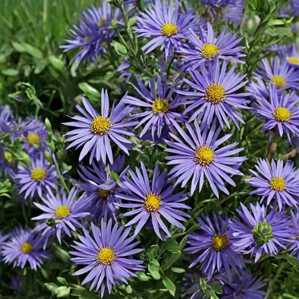 Aster amellus 'Grunder'