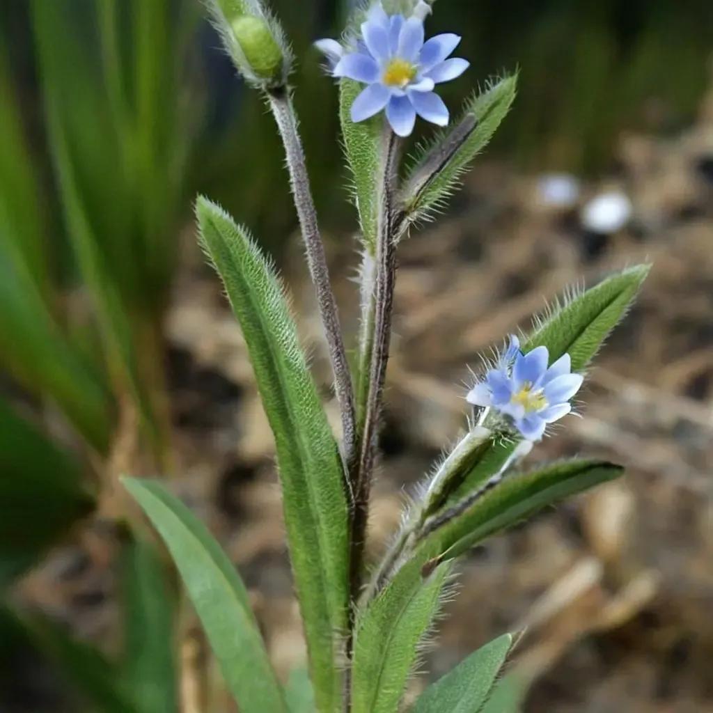 Changing Forget-me-not