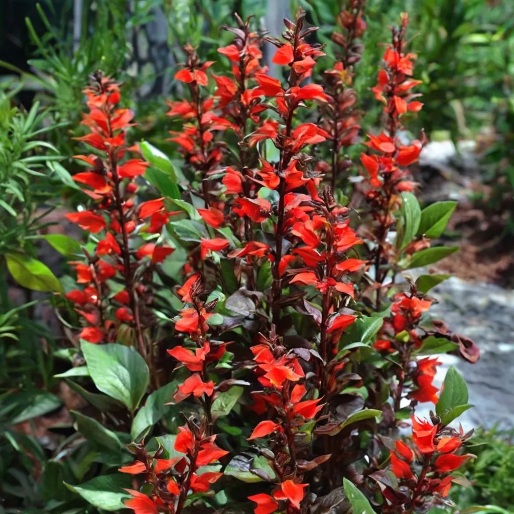 Lobelia speciosa 'Fan Scarlet'
