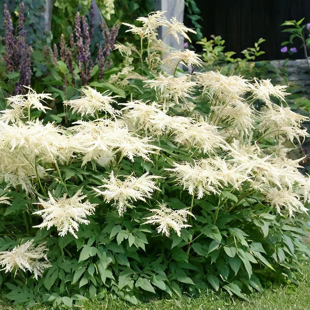 Aruncus dioicus 'Goatee'