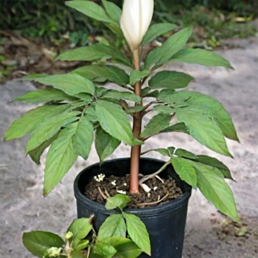 Amorphophallus ferruginosus
