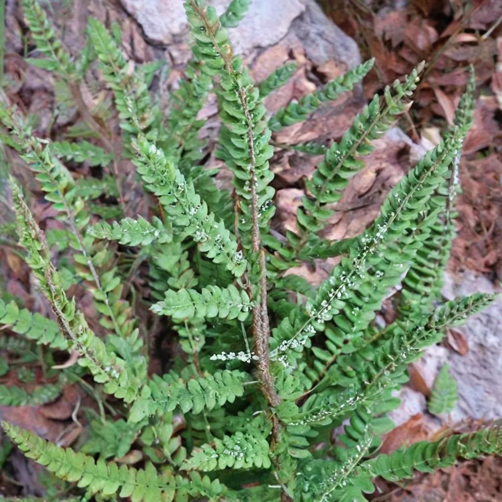 Astrolepis windhamii