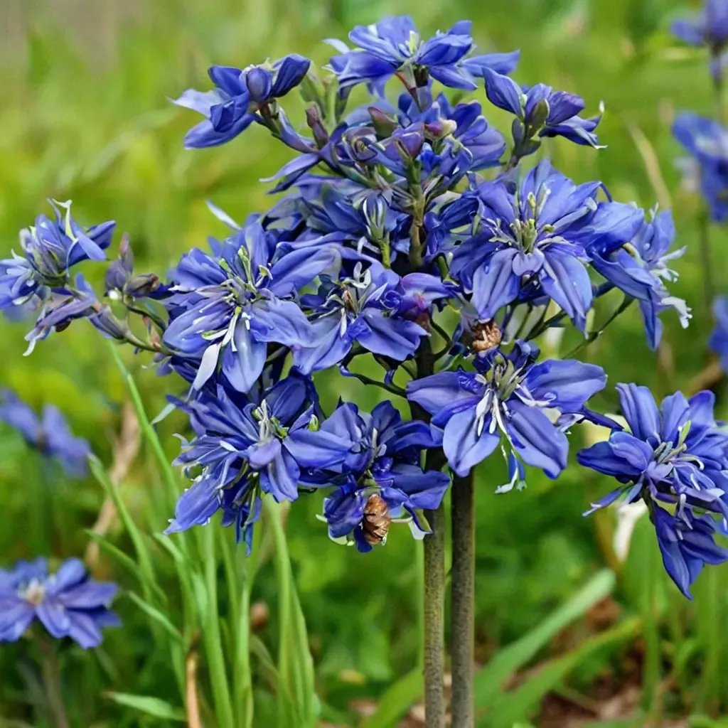 Agapanthus praecox 'Galaxy Blue'