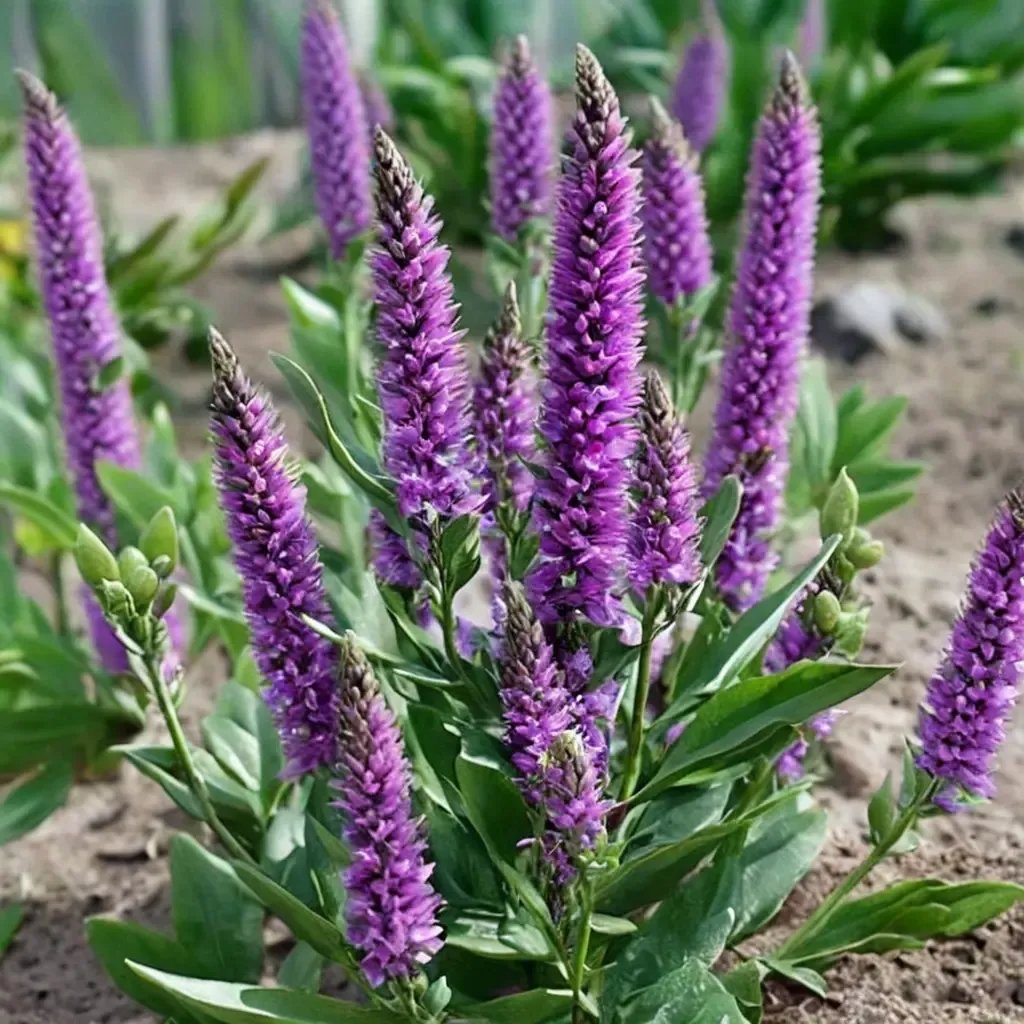Veronica spicata 'Purpleicious'