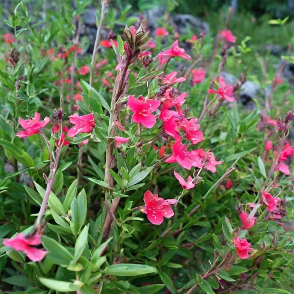 Salvia greggii 'San Raphael'