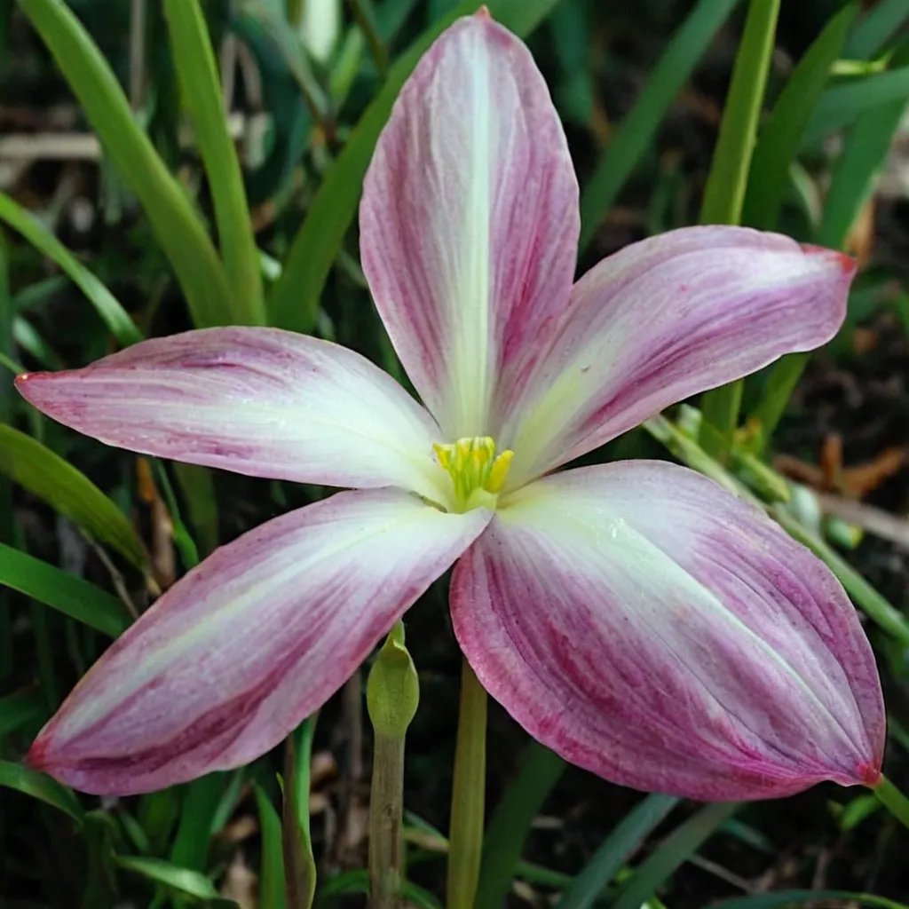 Zephyranthes x hybrida 'Confection'