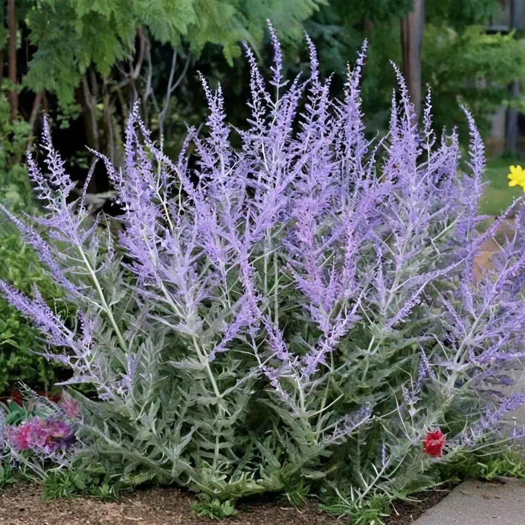 Perovskia atriplicifolia 'Little Spire'