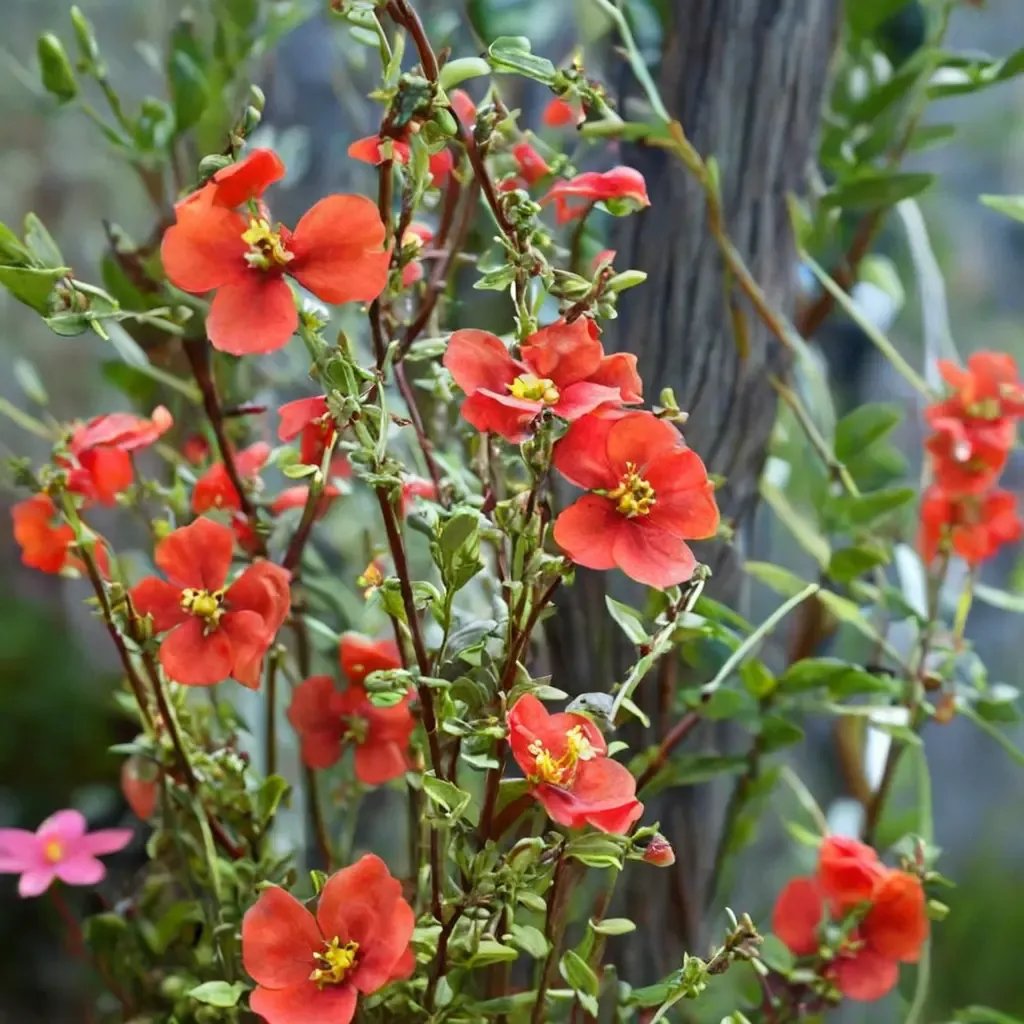Alonsoa meridionalis 'Red Mask Flower'