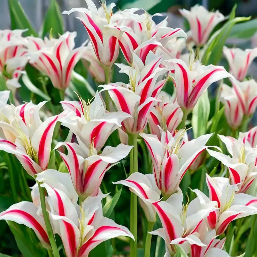 Tulipa tulipa 'Marilyn'