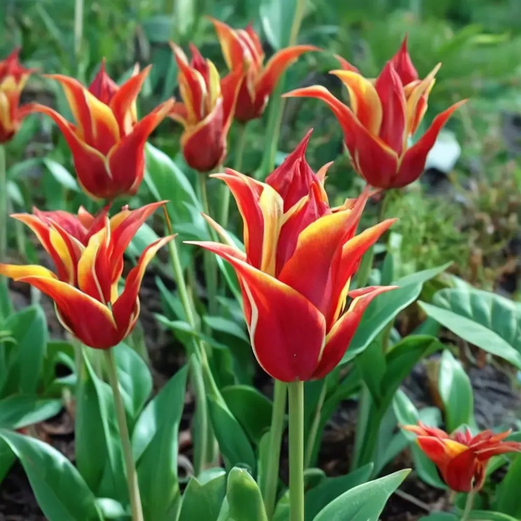 Tulipa tulipa 'Aladdin'
