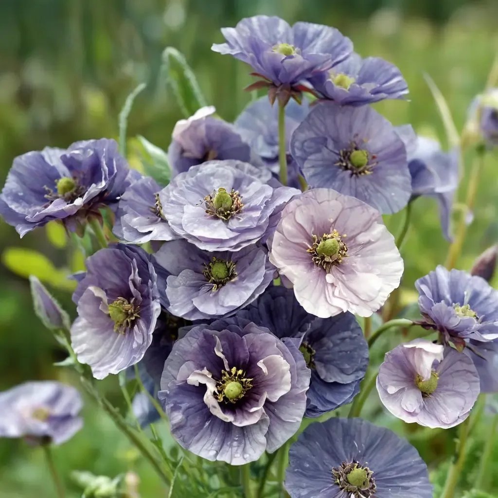 Papaver rhoeas 'Amazing Grey'
