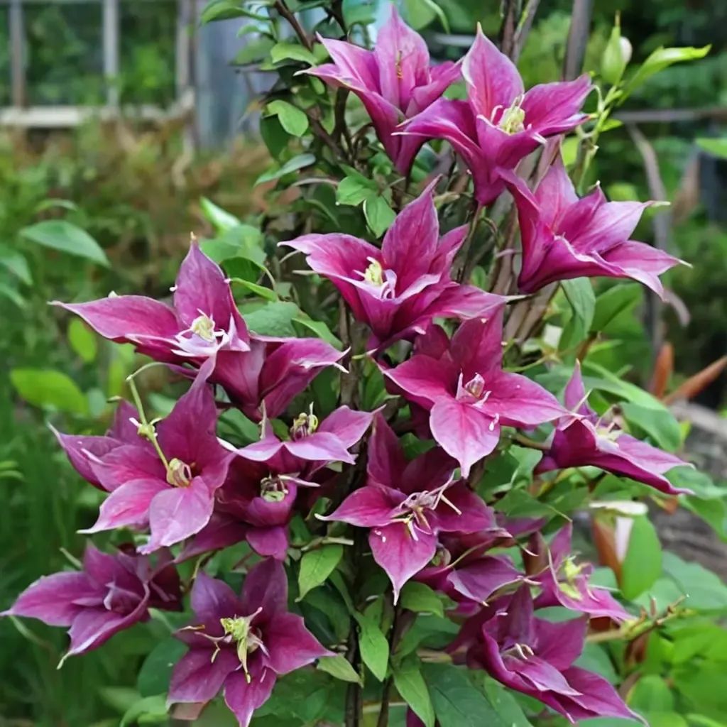 Clematis viticella 'Fireflame'