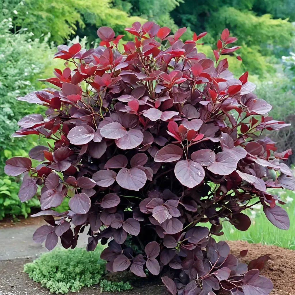 Cotinus coggygria 'Royal Purple'