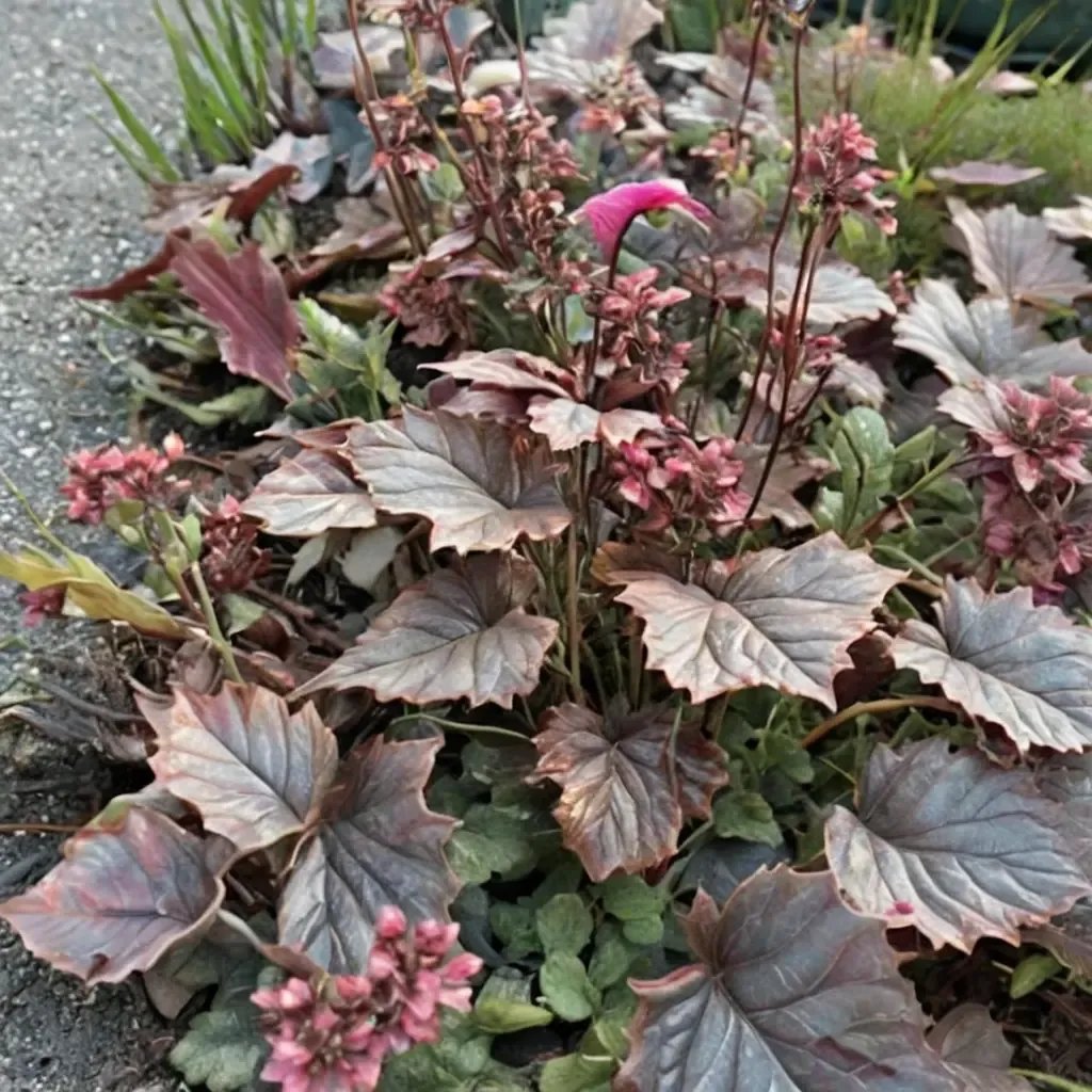 Heuchera sanguinea 'Blackout'