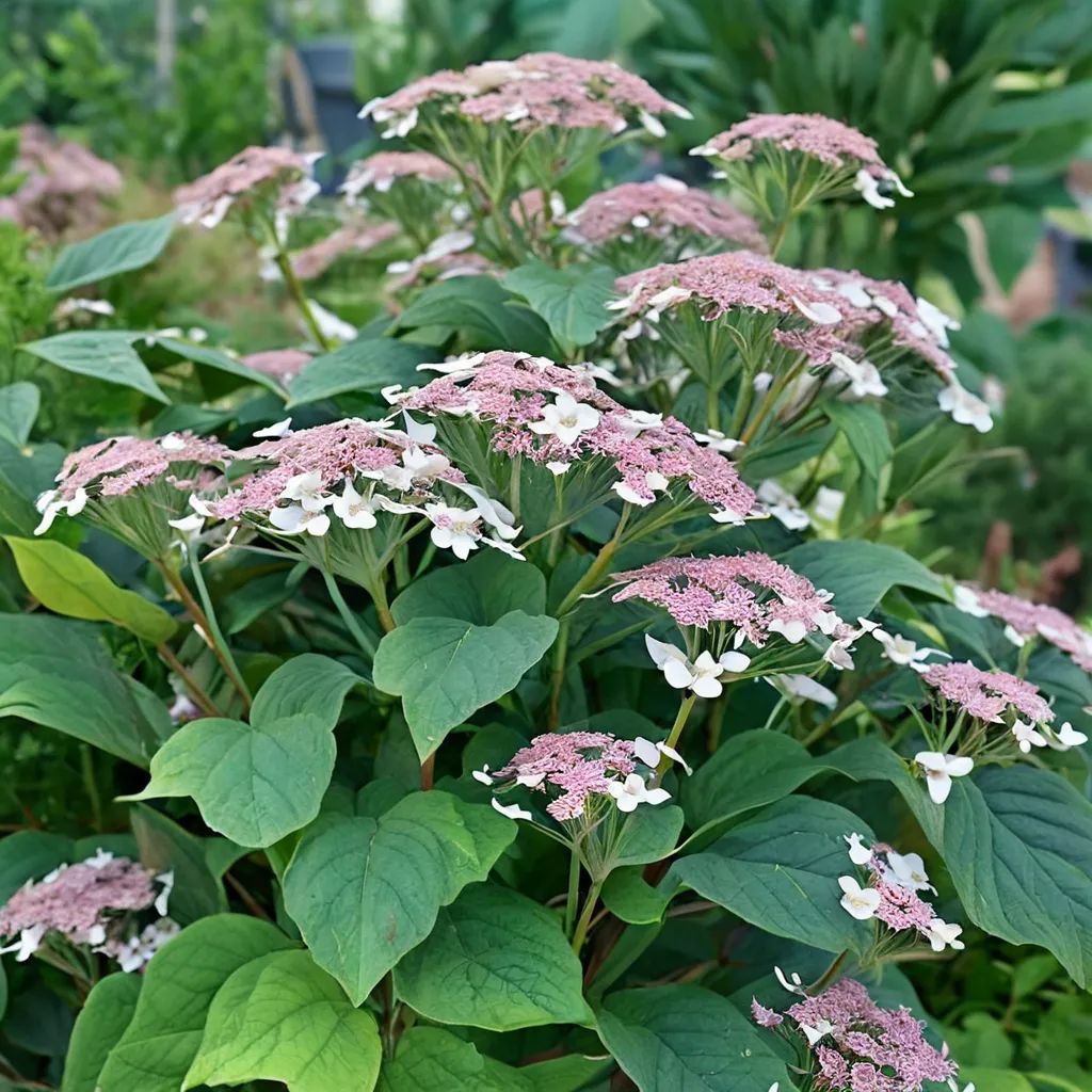 Hydrangea arborescens 'Invincibelle Lace'