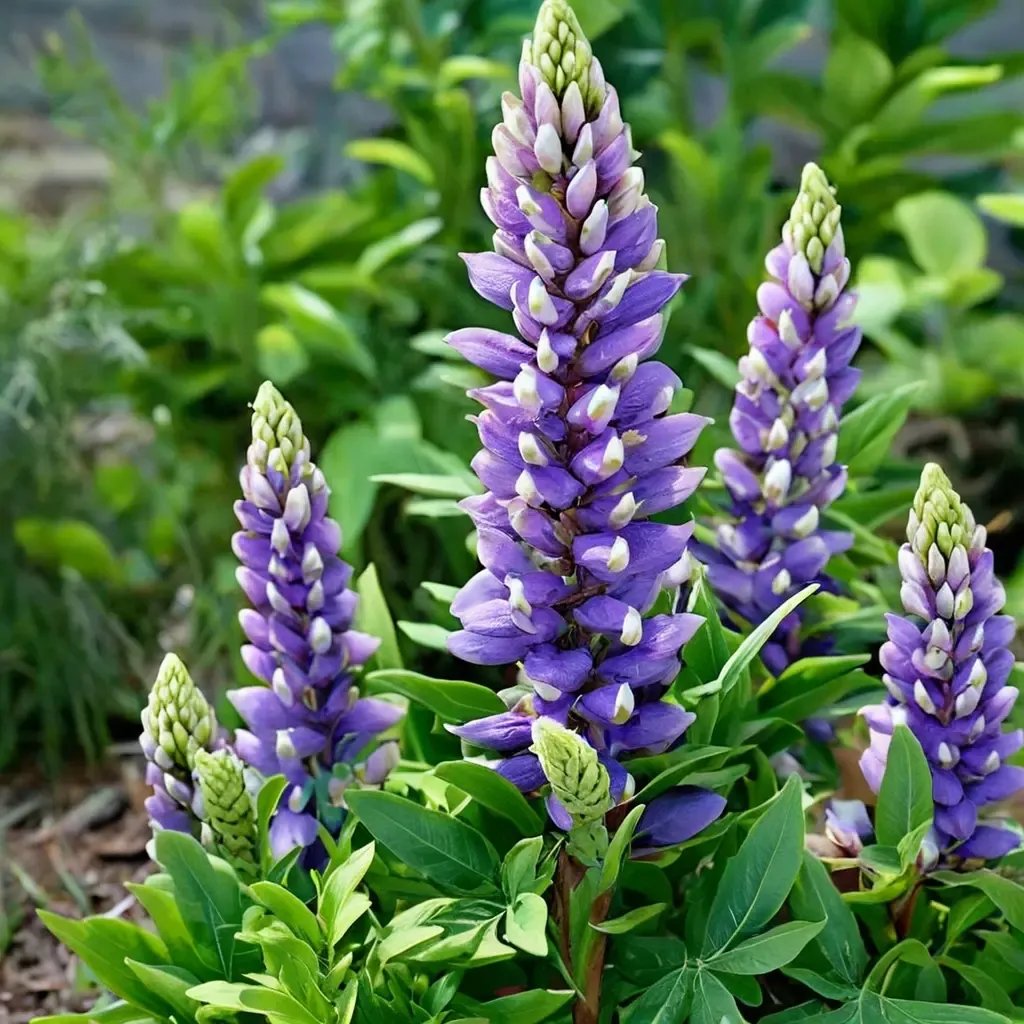 Lupinus polyphyllus 'Gallery Blue'