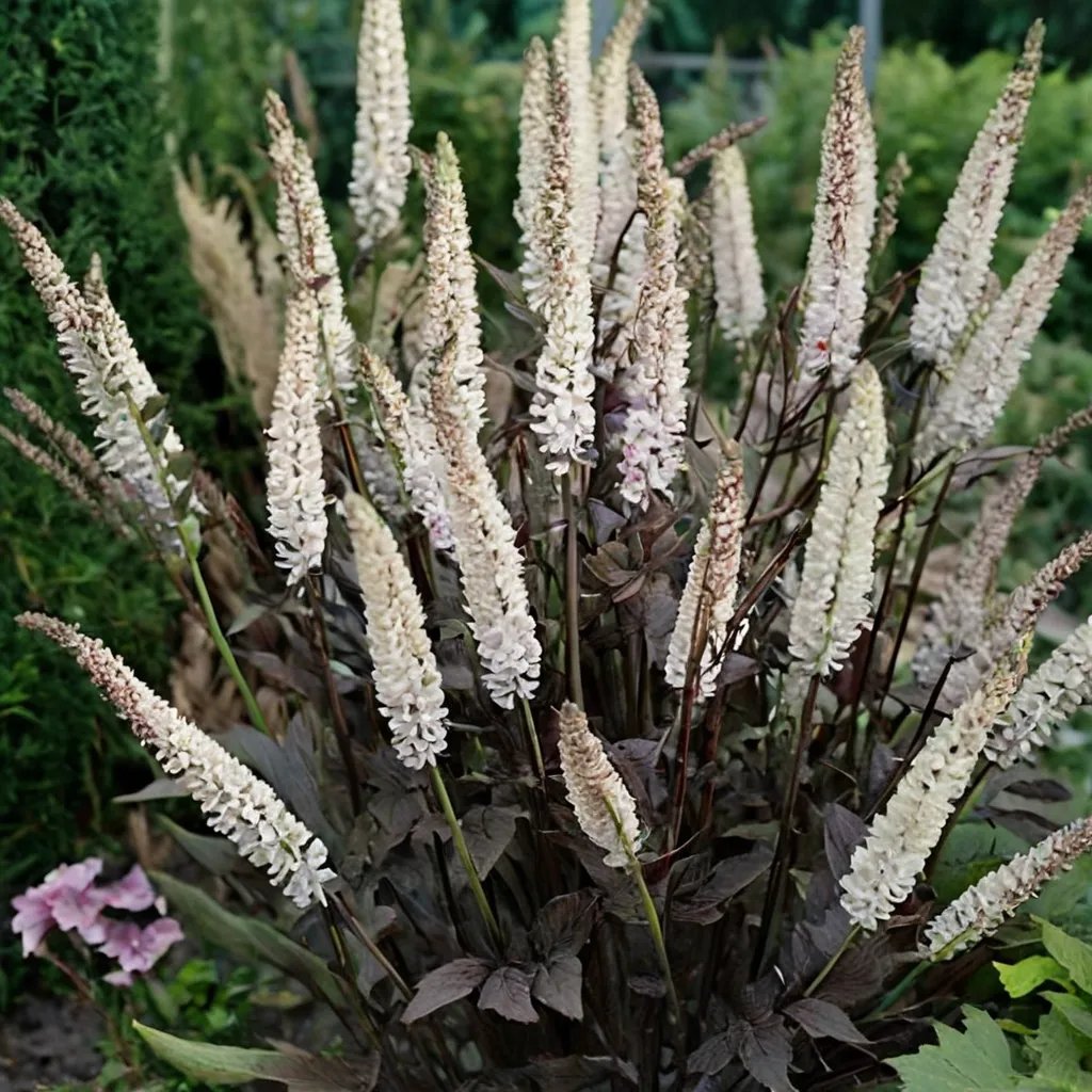 Cimicifuga racemosa 'Atropurpurea'
