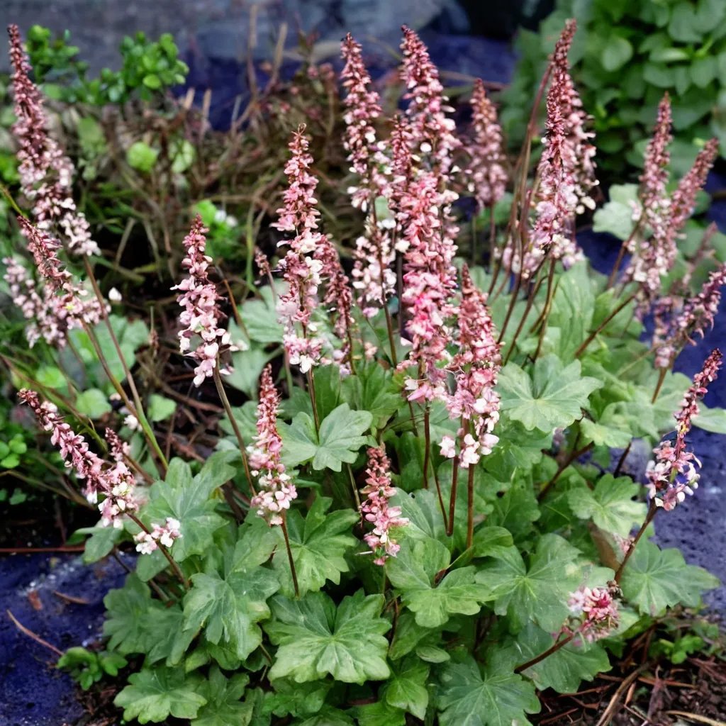 Heucherella x hybrida 'Party Time'