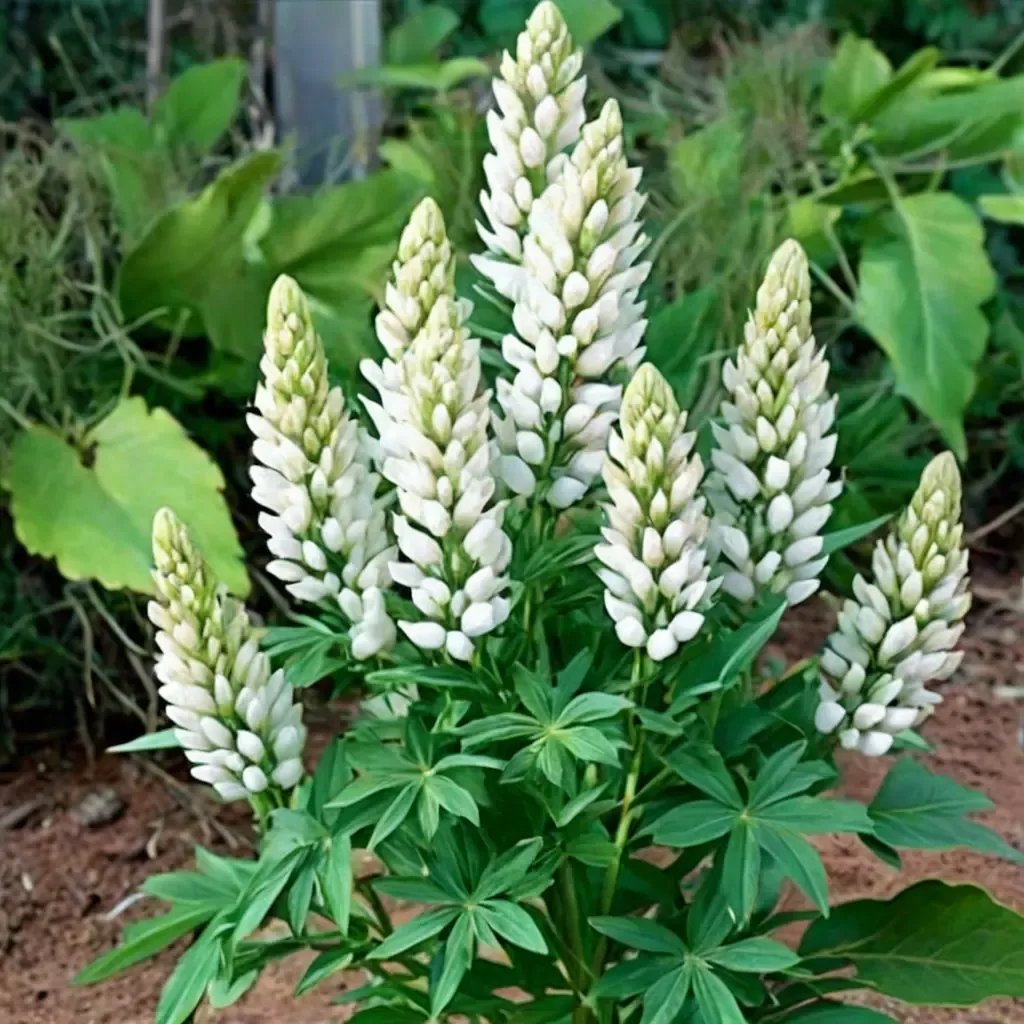 Lupinus polyphyllus 'Gallery White'
