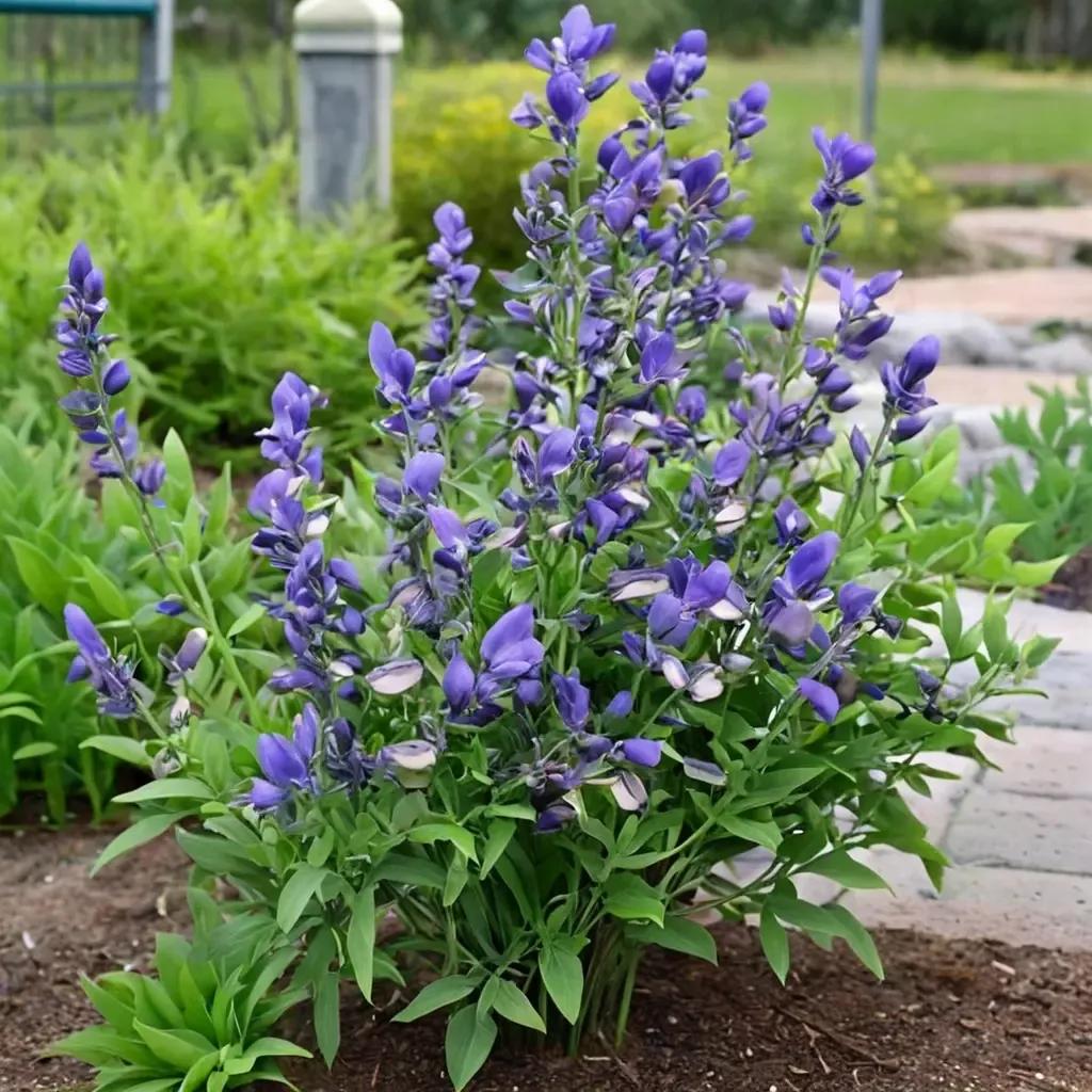 Blue Wild Indigo