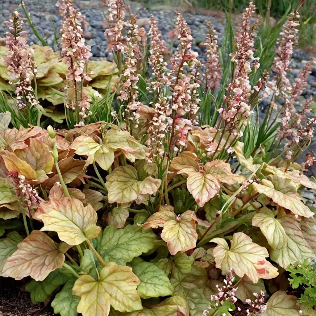 Heuchera americana 'Champagne'