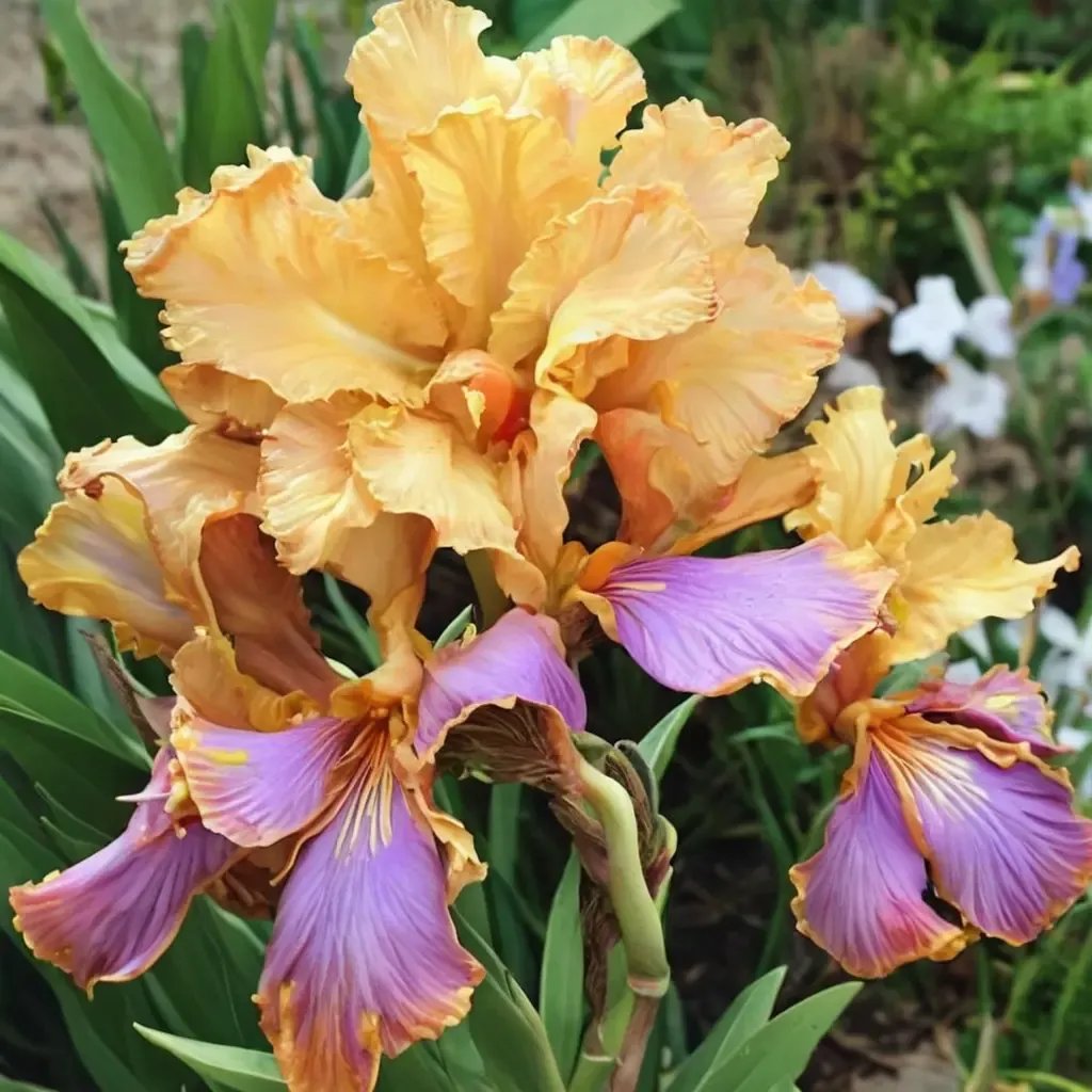 Iris iris 'Grand Canyon Sunset'