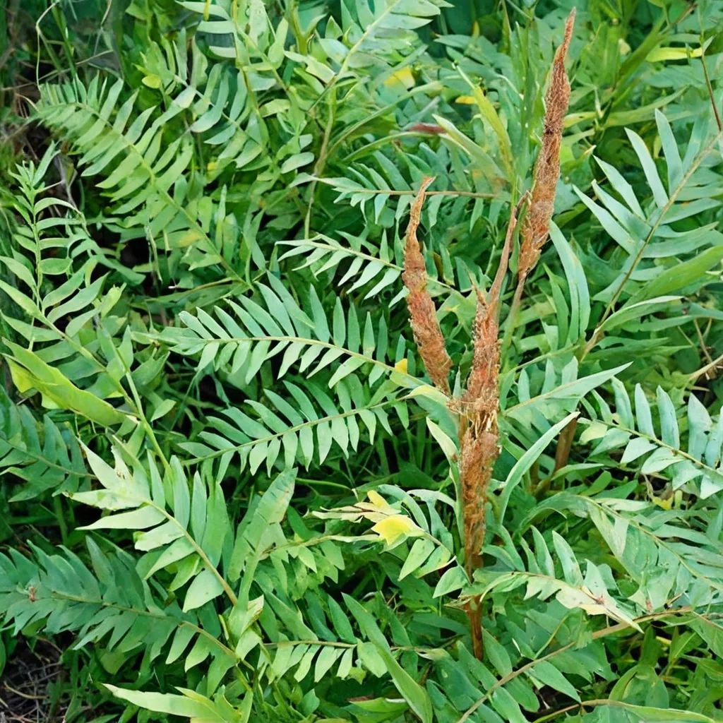 Osmunda spectabilis